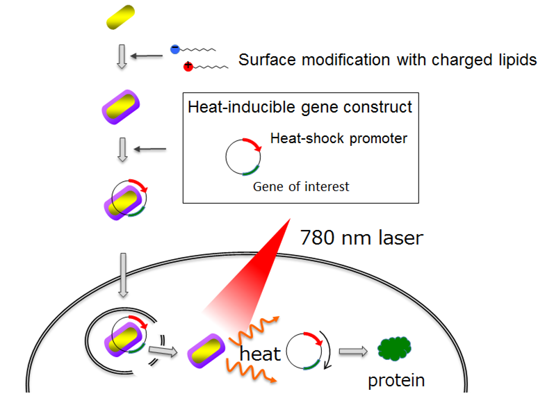 表面修飾した金ナノロッドを用いた細胞質への遺伝子導入および光熱変換による遺伝子発現誘導法