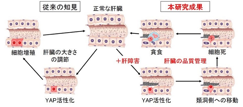 <i>In vivo</i>においてYAPは損傷を受けたマウス肝細胞の運命を決定する