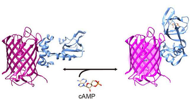 光遺伝学と<i>in vivo</i>イメージングに利用可能な赤色蛍光タンパク質を基盤としたcAMPセンサー