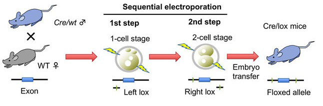 lox部位の順次導入を介した条件付きノックアウトマウスの効率的作製