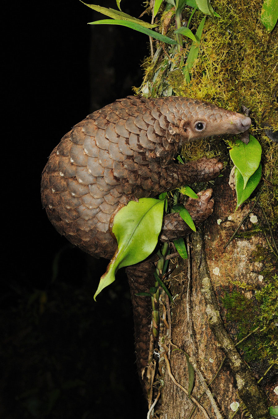 エッジ効果により個体数が減少している、絶滅危惧種のマレーセンザンコウ（<i>Manis javanica</i>）。