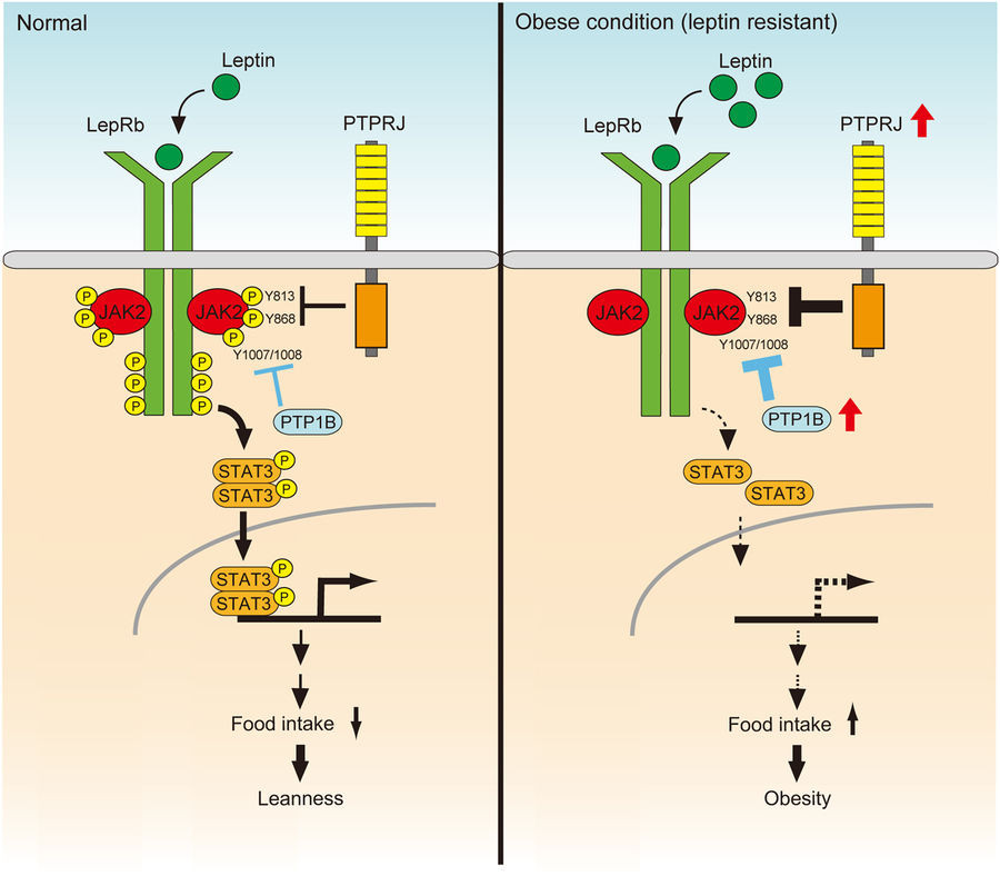 PTPRJはレプチンシグナル伝達を阻害し、また視床下部でのPTPRJの誘導はレプチン耐性が生じる原因である