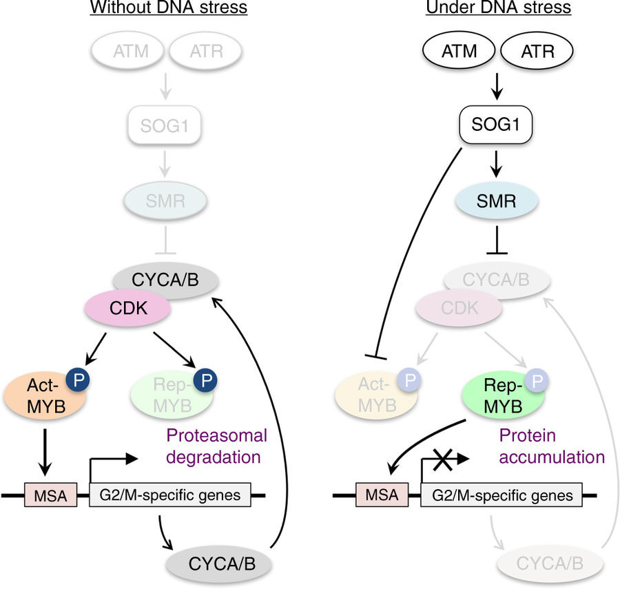 シロイヌナズナのR1R2R3型Mybタンパク質はDNA損傷に応答した細胞分裂の停止に必須である