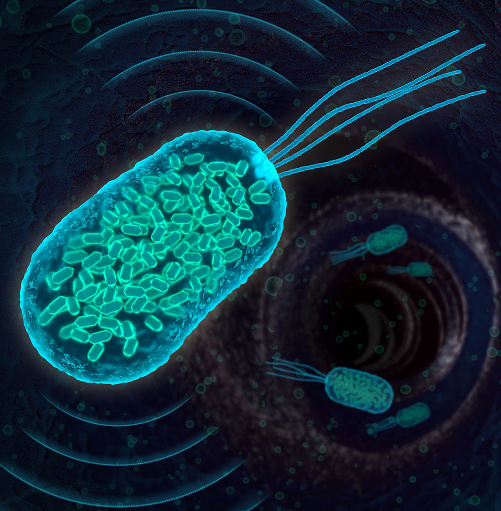 今回作製された遺伝子組換え細菌の想像図。内部にはガス胞（気体で満たされたタンパク質ナノ構造体）が多数あり、これらのガス胞が音波を散乱することで超音波による画像化が可能になる。