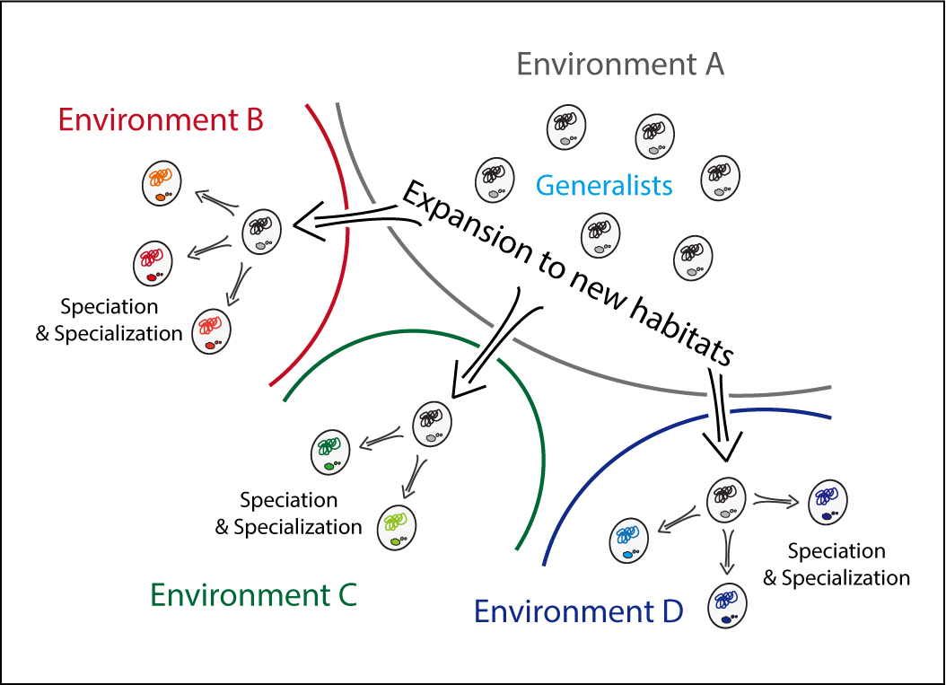 ジェネラリストが駆動する微生物の分散と進化