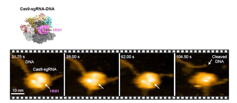 高速原子間力顕微鏡によって可視化されたCRISPR-Cas9の実空間でのリアルタイム動態