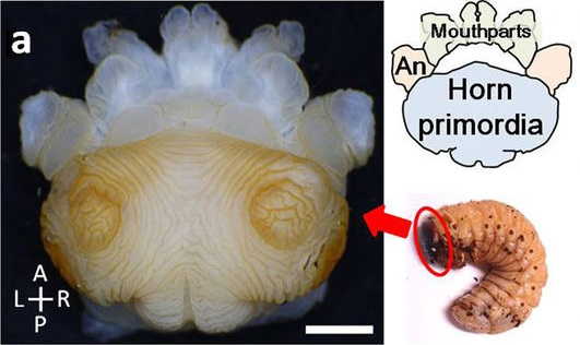 二次元上皮シートの複雑な皺がカブトムシの角の三次元構造をコードする