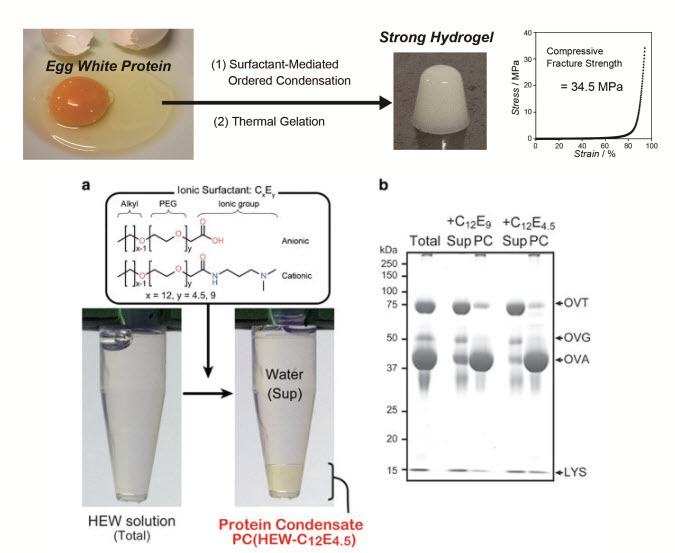 秩序的なたんぱく質凝縮を経て形成された卵白を用いた強いハイドロゲル
