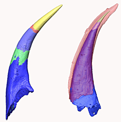 パラコノドント（左）とユーコノドント（右）のエレメントの比較。