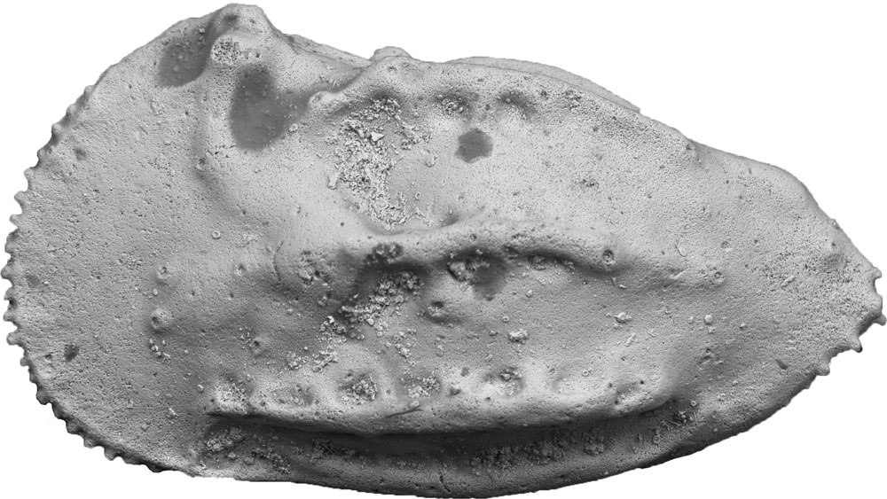 約7800万年前の貝形虫類<i>Veenia ponderosana</i>の雄。この化石種では、雄の背甲は生殖器の収納のために雌よりも大きくて長い。