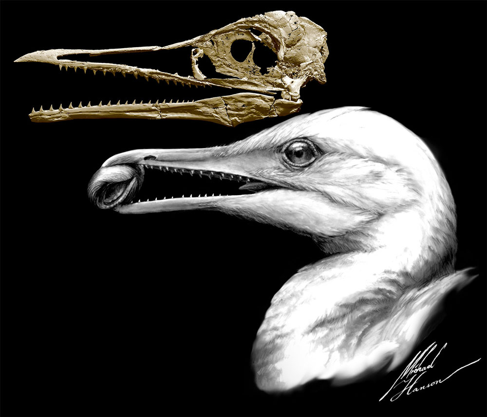 ステム群有歯鳥類イクチオルニス（<i>Ichthyornis dispar</i>）の頭蓋の復元像と、これを基にして描いた頭部の想像図。