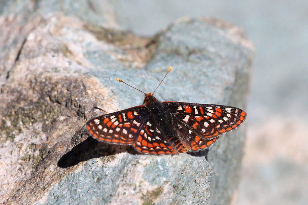 エディタヒョウモンモドキ（<i>Euphydryas editha</i>）。