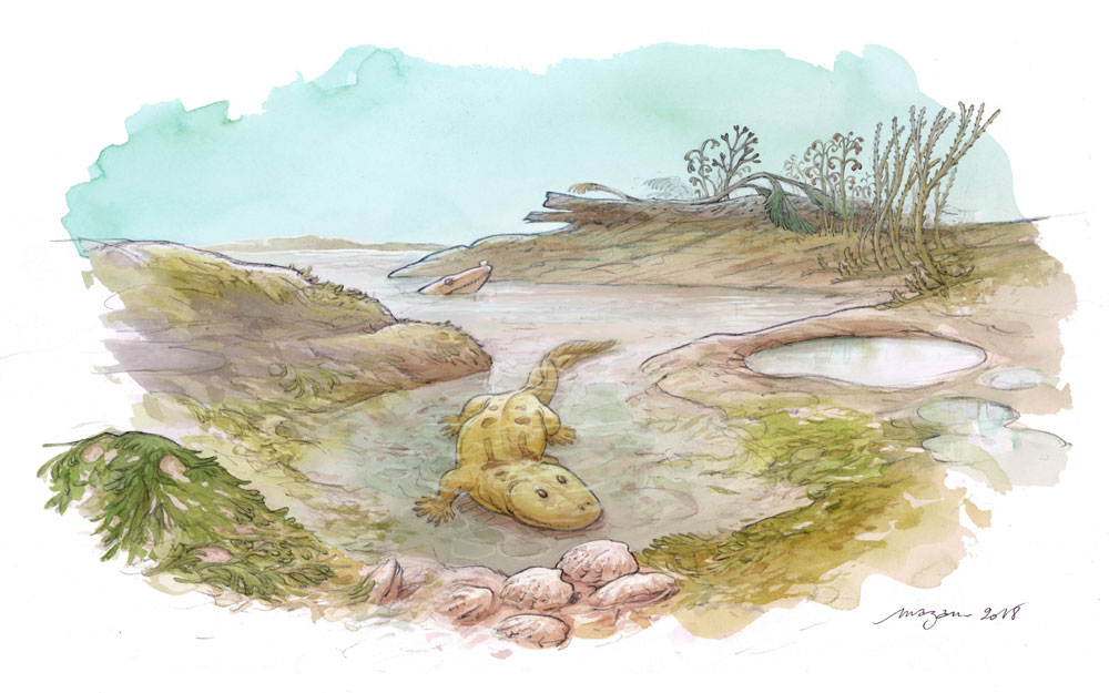 デボン紀（約3億6500万年前）の海水と淡水とが混ざり合う三角州環境で、辺りを探索する2頭の初期四肢類アカンソステガ（想像図）。