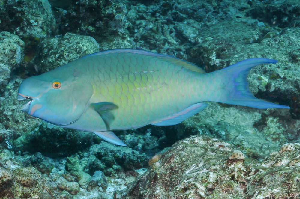 サンゴ礁で重要な役割を果たしているブダイ類は、度重なる海水温の上昇（2016年の大規模白化事象を含む）の後、グレートバリアリーフ北部と珊瑚海において個体数が減少した。
