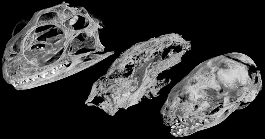 頭骨のCTスキャン画像の比較。左から、現生爬虫類であるムカシトカゲの孵化幼体、今回発見されたステム群哺乳類カイエンタテリウムの孵化期幼体、そして現生哺乳類であるオポッサムの生後27日の幼体。