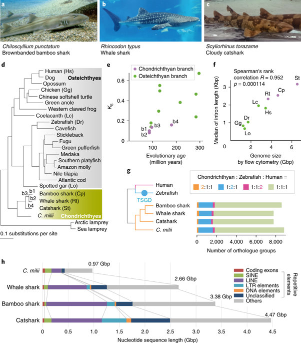 サメ類のゲノム解析がもたらした板鰓類の進化と脊椎動物の起源に関する手掛かり