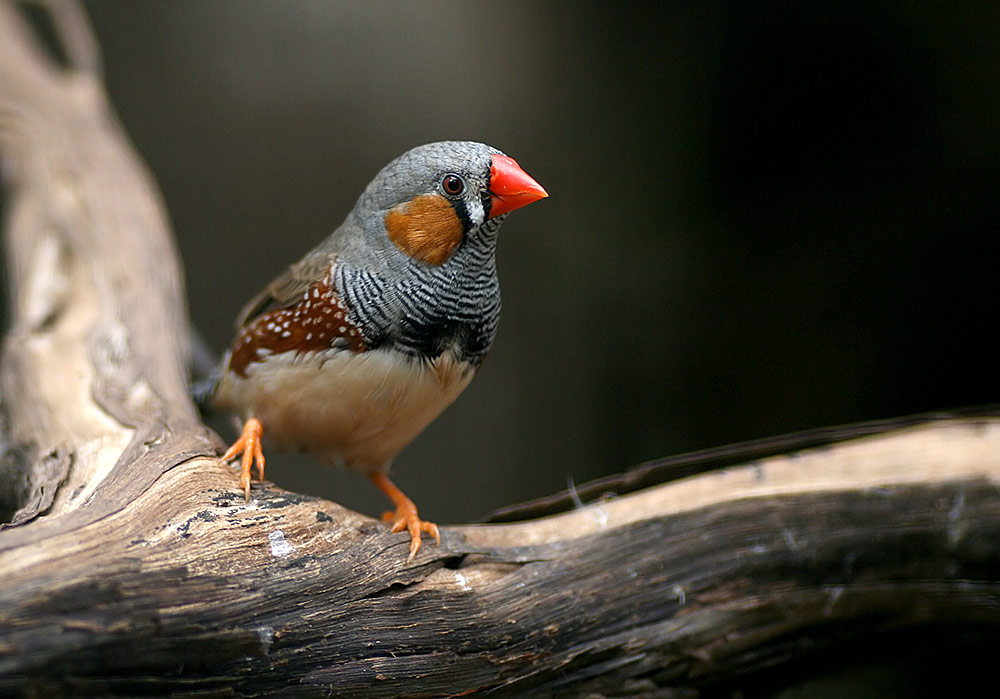 キンカチョウの成鳥。