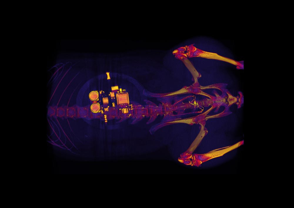 ラットの体内に埋め込まれた、膀胱機能の神経調節用バイオエレクトロニクスデバイスのコンピューター断層撮影（CT）画像。
