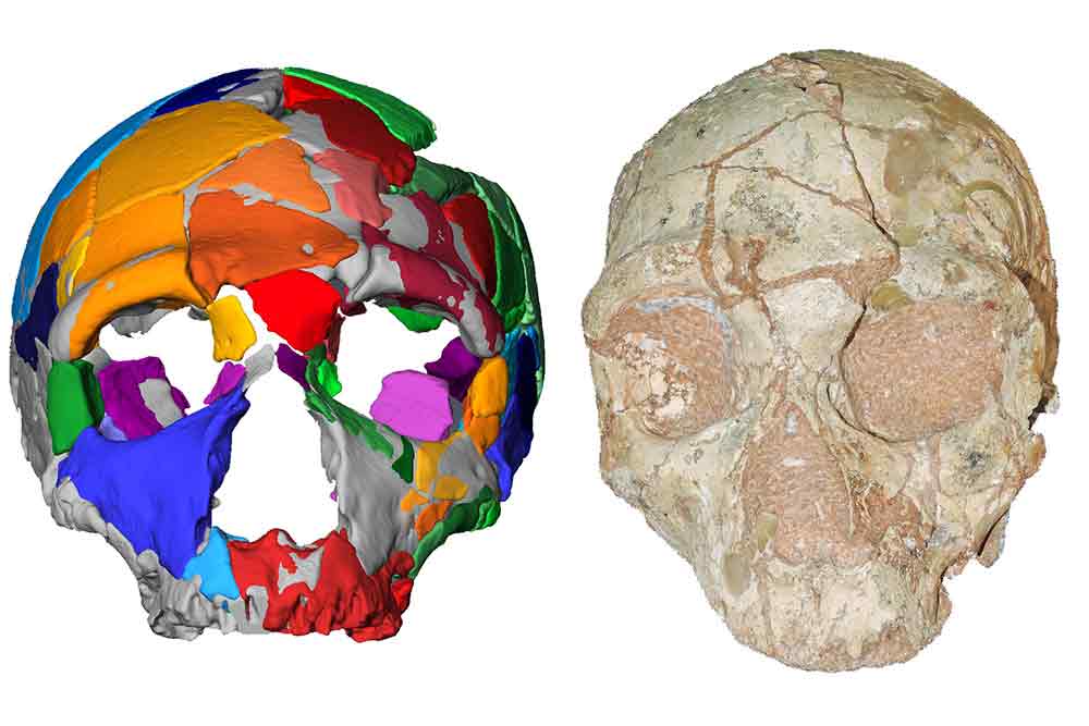 ヒト頭蓋化石「アピディマ2」（右）とその仮想復元像（左）。