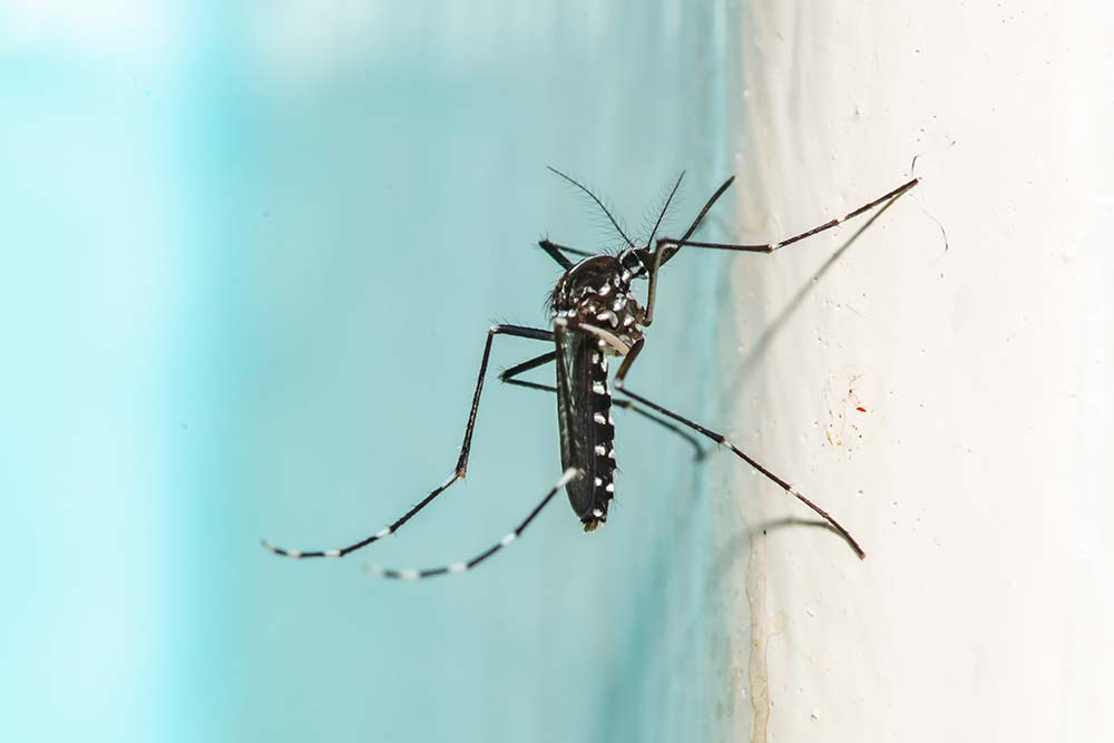 ヒトスジシマカ（<i>Aedes albopictus</i>）