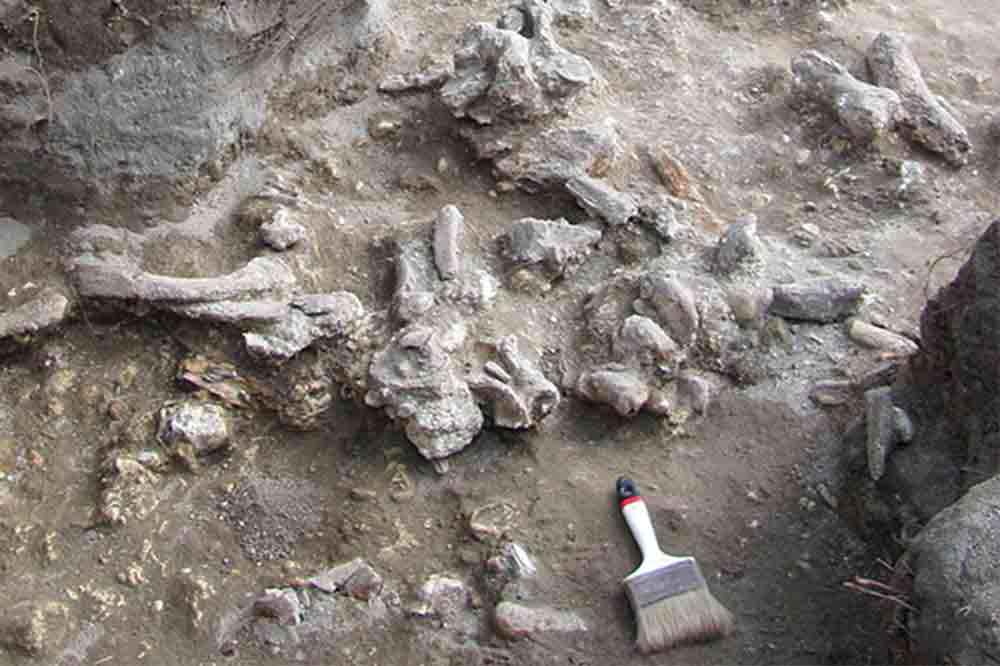 ガンドン遺跡の骨化石包含層。