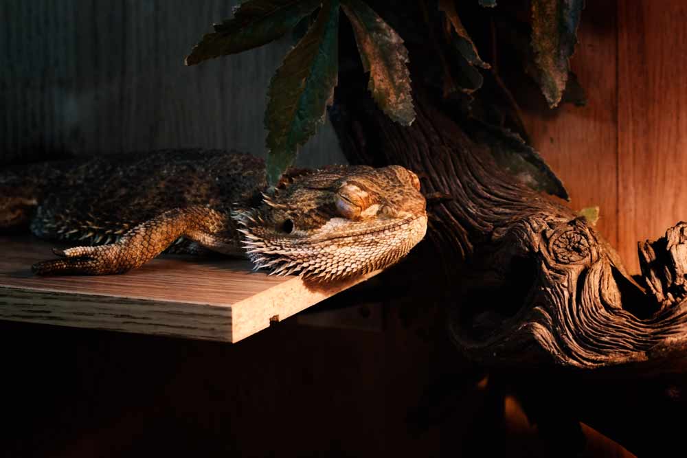 今回、脳に前障と相同な構造があることが明らかになったフトアゴヒゲトカゲ（<i>Pogona vitticeps</i>）。