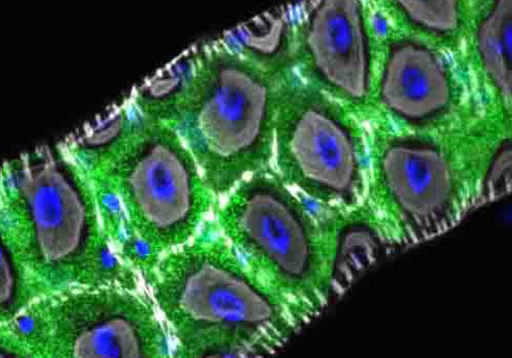 ショウジョウバエの腸の切片の蛍光顕微鏡画像。Hodorを発現する細胞は緑色で標識されている。
