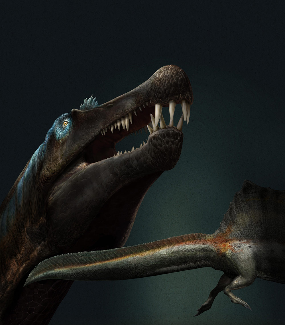 スピノサウルス（<i>Spinosaurus aegyptiacus</i>）の想像図。この大型獣脚類恐竜は、水中ロコモーションに適した独特な形状の尾を有していたことが、今回明らかになった。