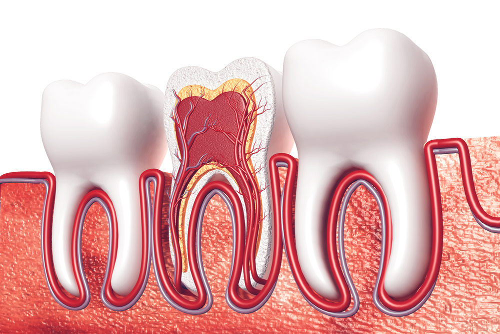 ヒトの歯の断面図。外側の白い部分がエナメル質。