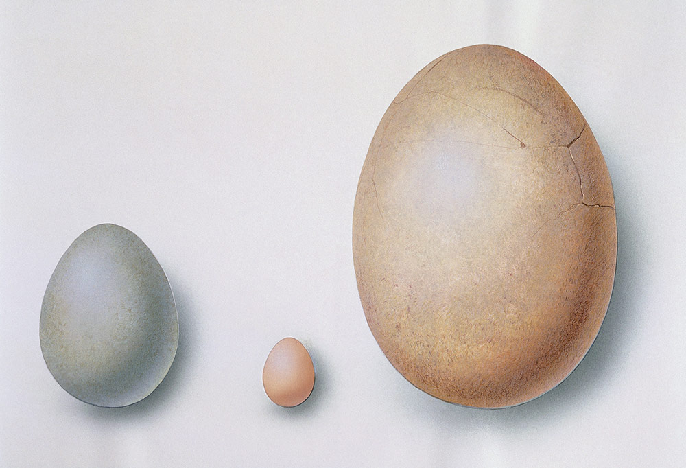 鳥類の卵のサイズ比較。左からダチョウの卵、ニワトリの卵、エピオルニスの卵。既知で最大の卵はエピオルニスのもので、今回発見された白亜紀の卵はこれよりやや小さい。