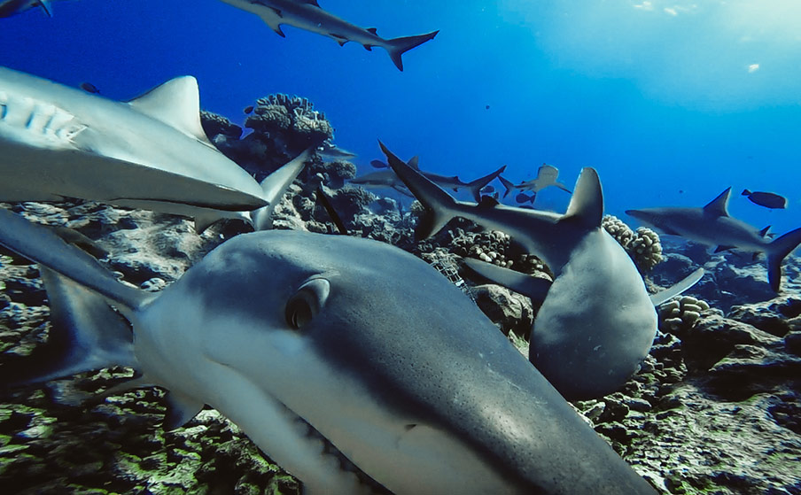 フランス領ポリネシアのサンゴ礁で、餌付遠隔水中ビデオシステムが捉えたオグロメジロザメ（<i>Carcharhinus amblyrhynchos</i>）の姿。
