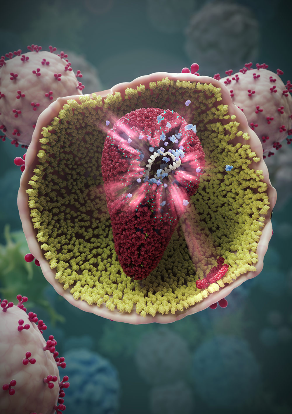 HIVのウイルス粒子の中の様子。今回開発された小分子GS-6207（緑色）はキャプシドタンパク質（赤色）に結合し、その機能を破壊することで抗ウイルス活性を示す。
