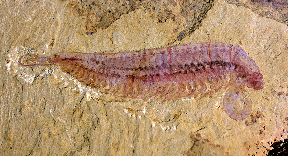 <i>Kylinxia zhangi</i>のホロタイプ標本。