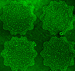 磁場の「鋳型」を用いて形成された非磁性粒子の集合体。