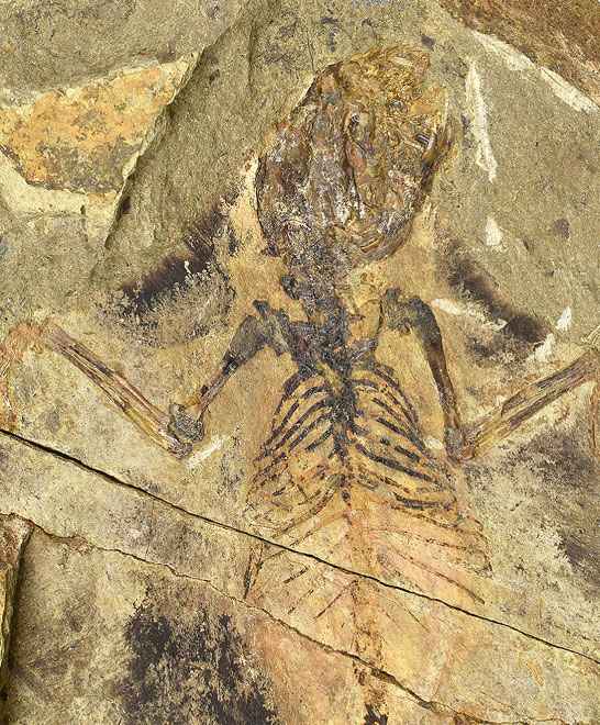 耳小骨が極めて良好に保存されたハラミヤ類<i>Vilevolodon diplomylos</i>の化石標本。
