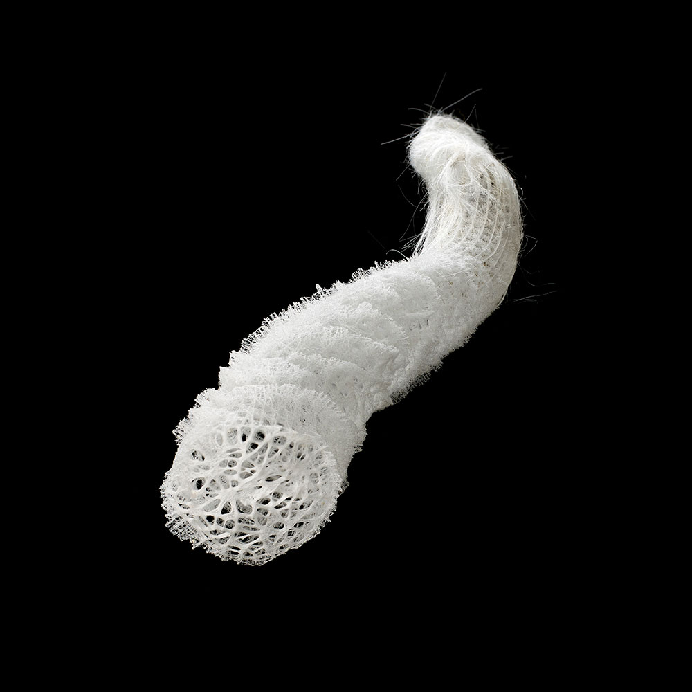 カイロウドウケツ（<i>Euplectella aspergillum</i>）の骨格構造。