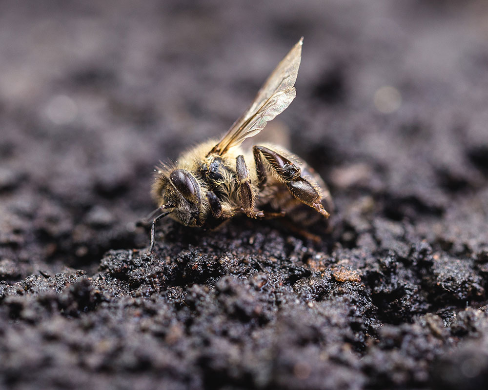 農薬の影響で命を落としたミツバチ。