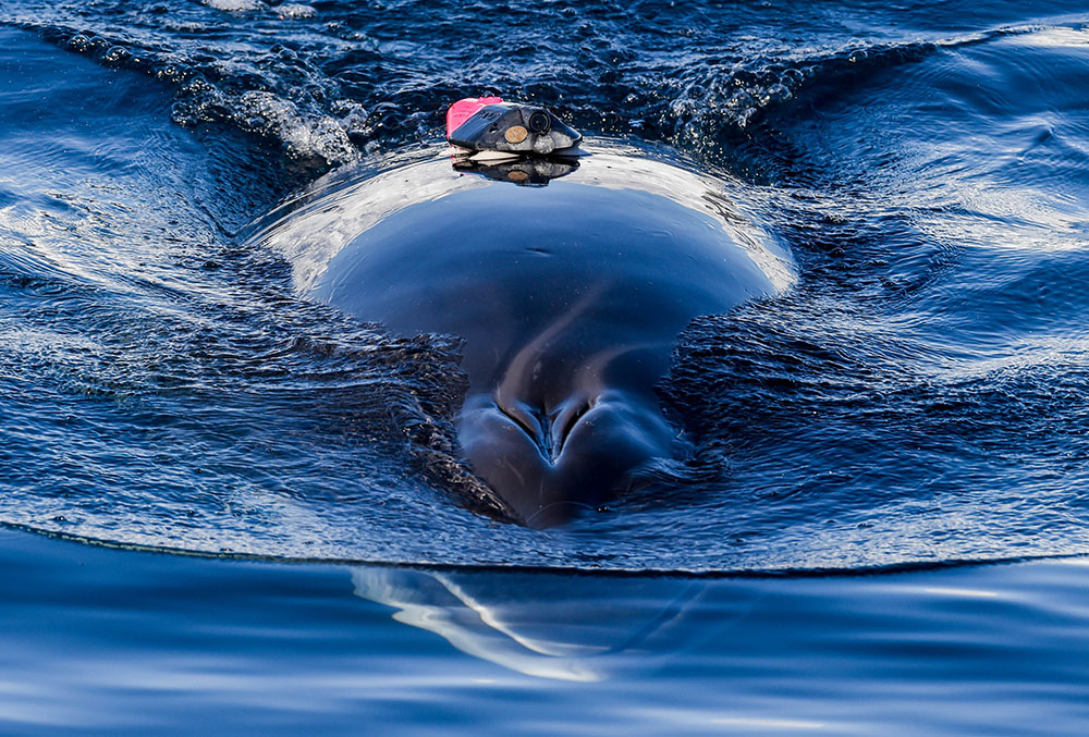 データ収集用の吸盤タグを装着したクロミンククジラ（<i>Balaenoptera bonaerensis</i>）。2019年、南極沖にて。