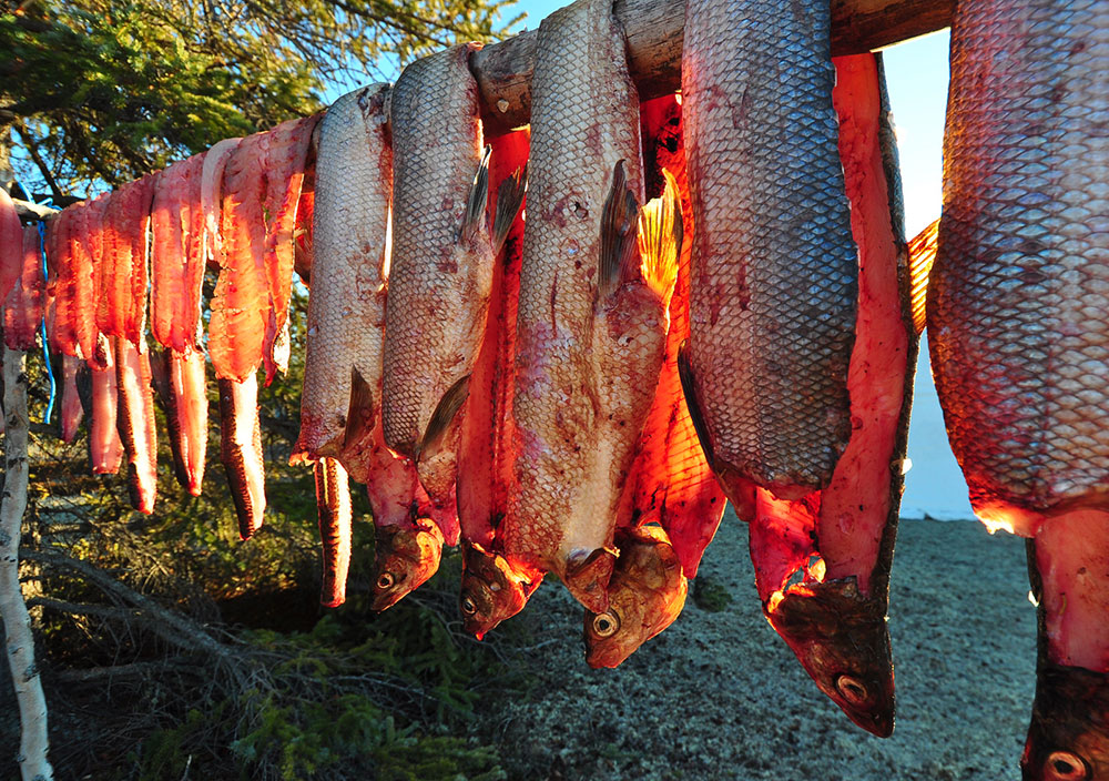 食用の魚。