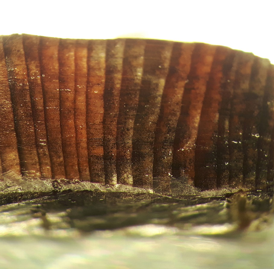 ランス・オ・メドー（LAM）遺跡で発掘された木製人工物の破片の顕微鏡画像。