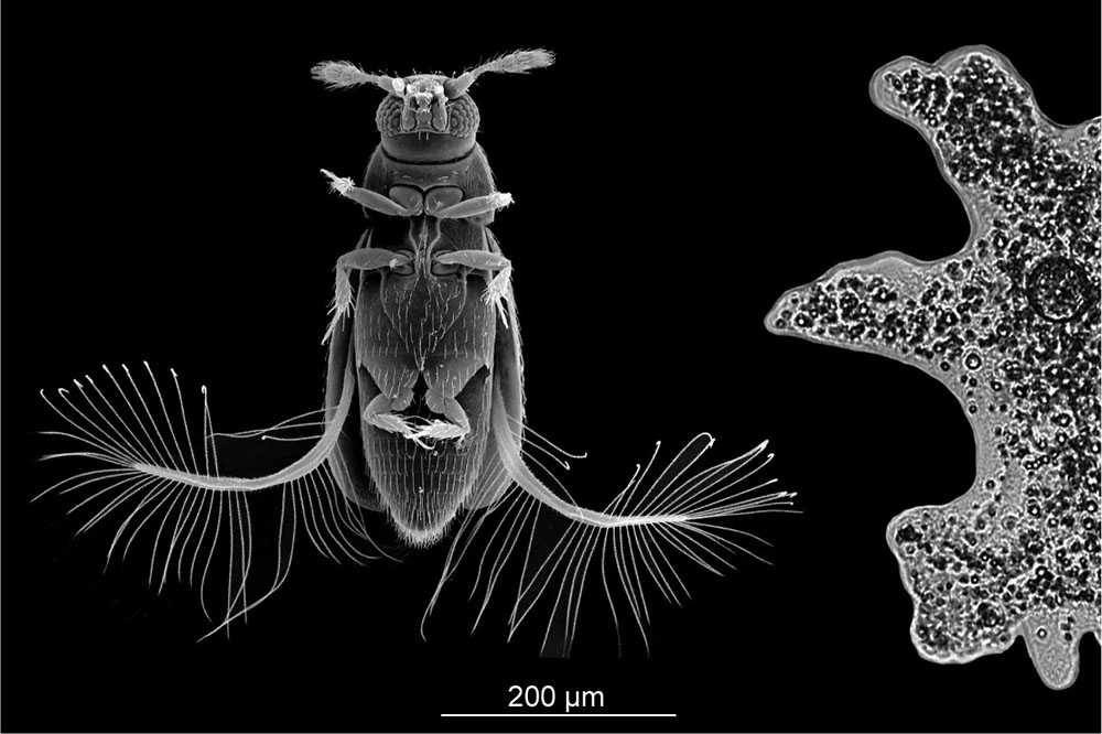 羽毛状の翅を持つ超小型甲虫<i>Paratuposa placentis</i>。サイズの比較として、単細胞原生生物のアメーバを右側に示す。