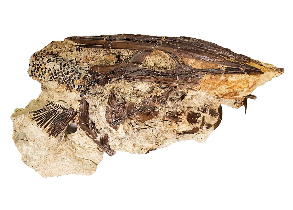 米国ノースダコタ州タニスの白亜紀末の堆積物から発見された、ヘラチョウザメ類の魚類の頭部化石。