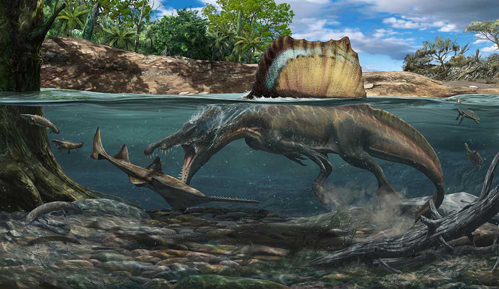 水中で軟骨魚類オンコプリスティスを狩るスピノサウルスの想像図。