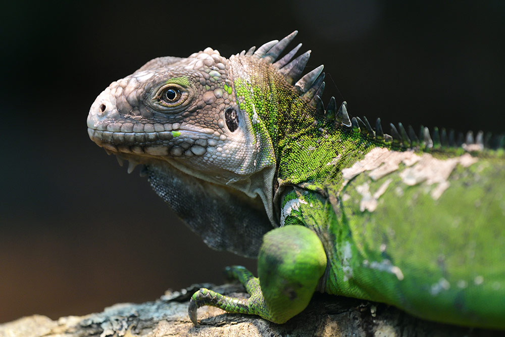 レッサーアンティルイグアナ（<i>Iguana delicatissima</i>）は、国際自然保護連合（IUCN）のレッドリストで絶滅危惧種に指定されている。