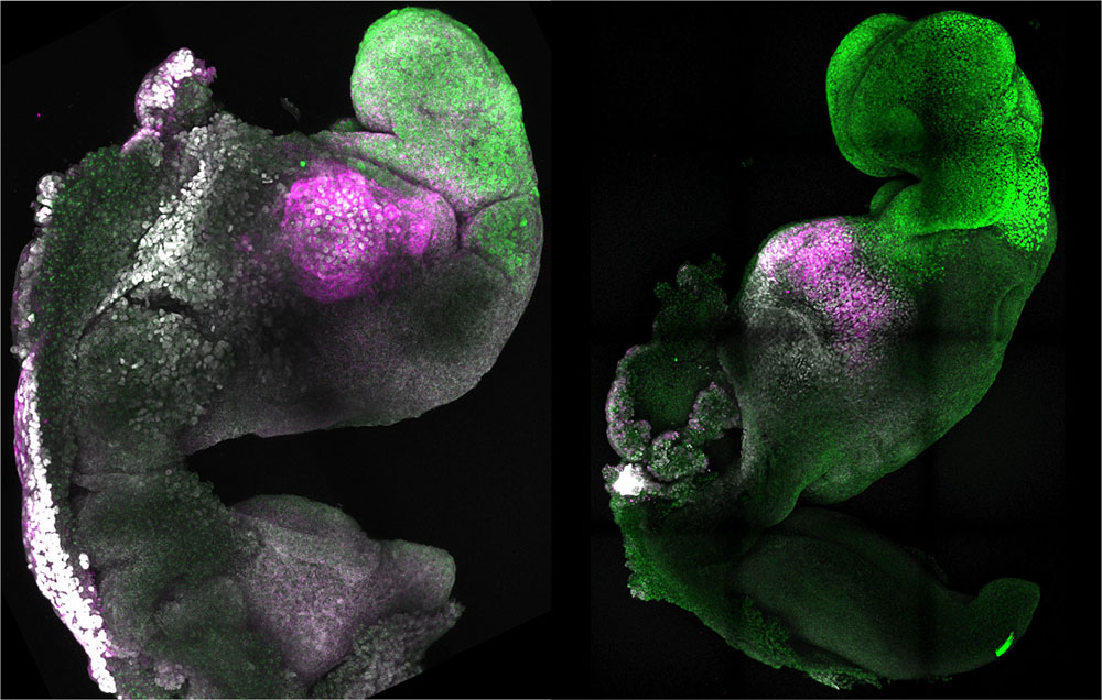 今回作製されたマウスの胚モデル（左）と自然なマウス胚（右）。