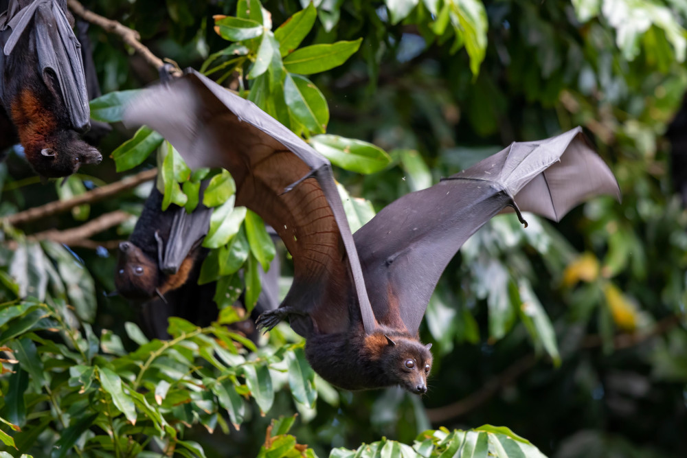 都市部にねぐらを持つクロオオコウモリ（<i>Pteropus alecto</i>）。オーストラリア・クイーンズランド州にて。