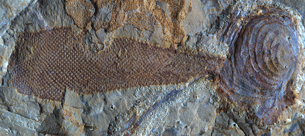 中国で新たに発見された<i>Protomelission</i>の化石。