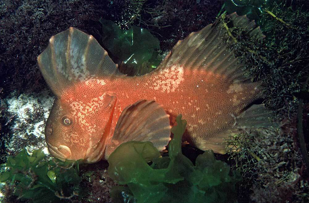 オーストラリア大陸南岸にのみ生息する、カサゴ目に属する1科1属1種の魚レッド・ベルベットフィッシュ（Gnathanacanthus goetzeei）。個体数が急激に減少している種には、独特な進化史を持つものも多い。