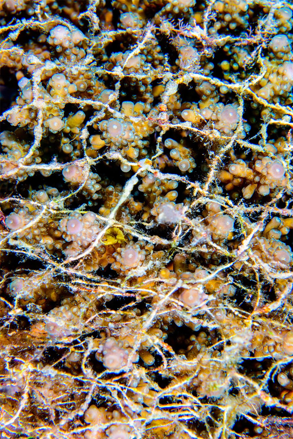 捨てられた漁網に完全に覆われたミドリイシ属のサンゴ。フィリピンの水深約15 mの海底にて。