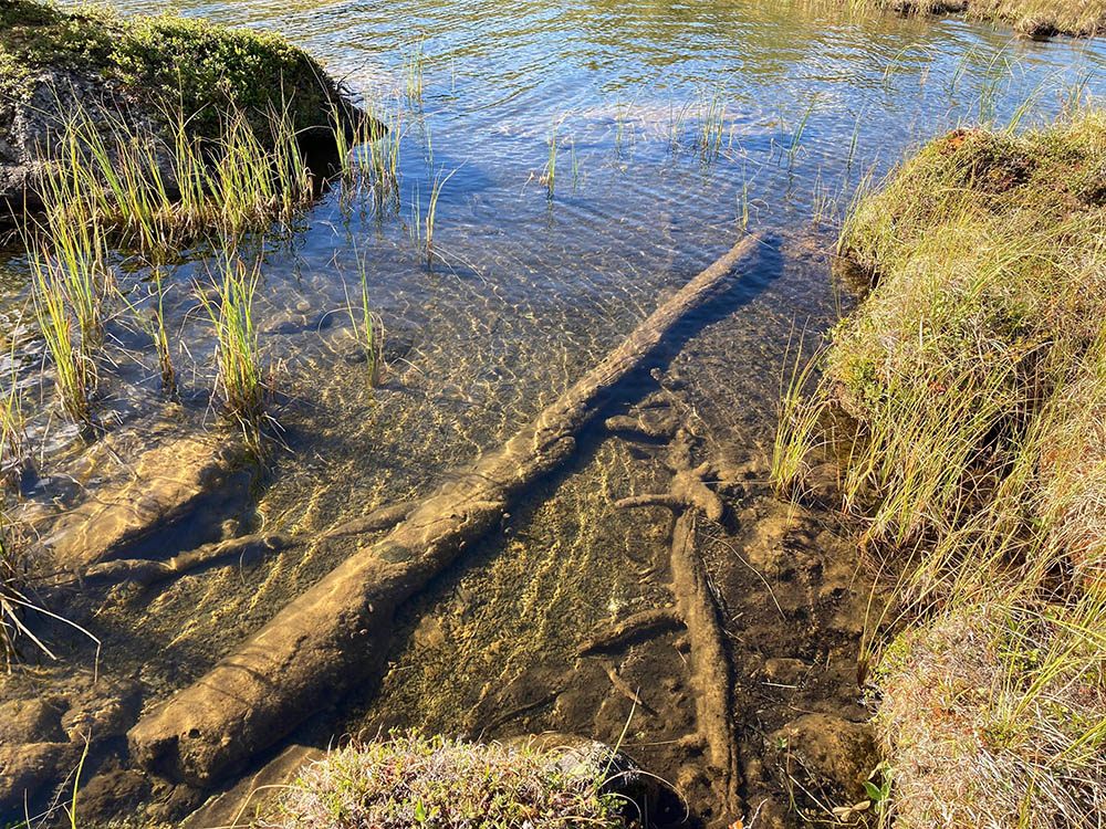 湖中に保存された樹木の半化石。